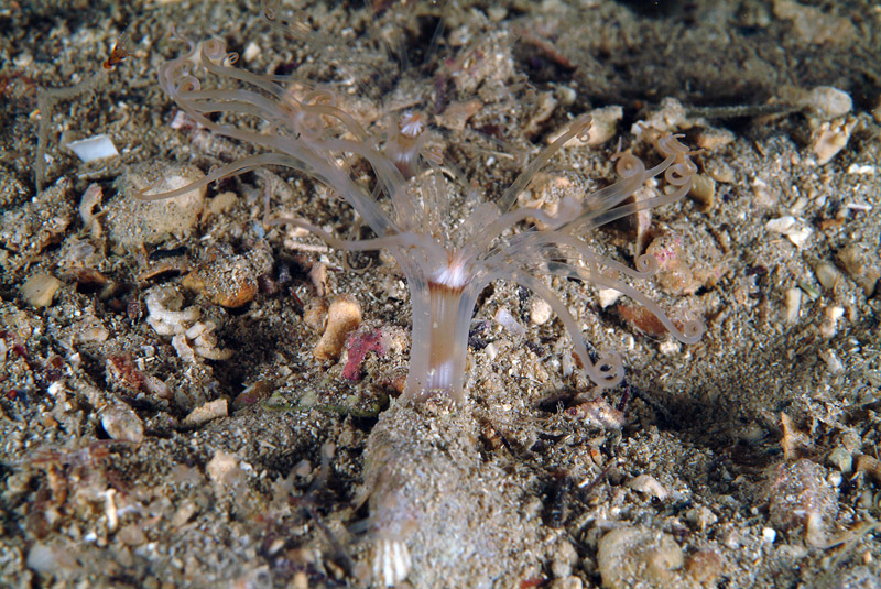 Pachycerianthus solitarius ?